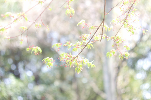 三八节祝福语妈妈35句